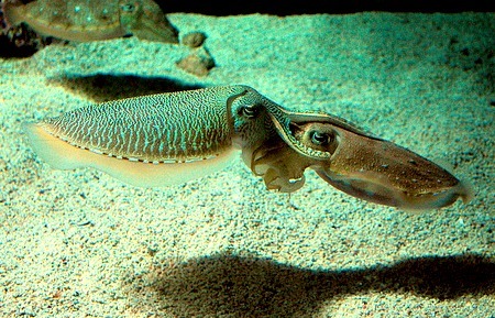 魷魚(yú)