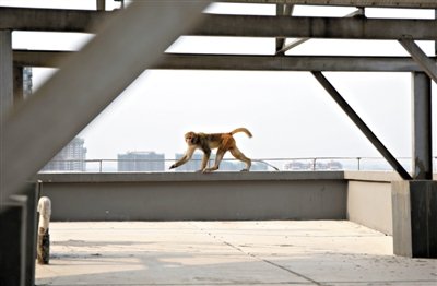 獼猴闖入北京一居民區(qū)內(nèi) 見(jiàn)保安制服就跑(圖)