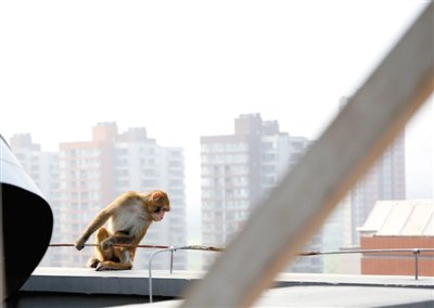 獼猴闖入北京一居民區(qū)內(nèi) 見(jiàn)保安制服就跑(圖)