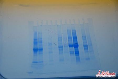 　公司的科研人員正在檢驗各種植物的DNA，以尋求能更完美替代雞蛋的方案。