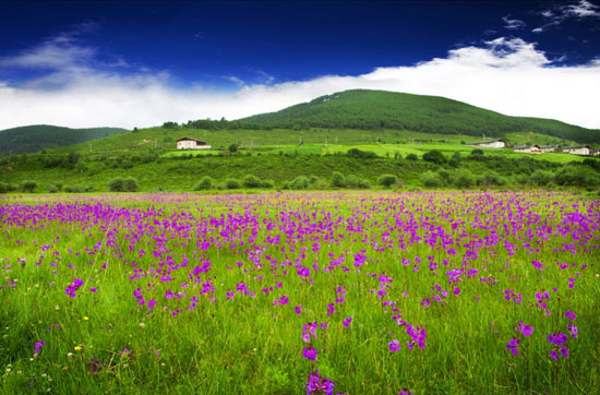 7月香格里拉