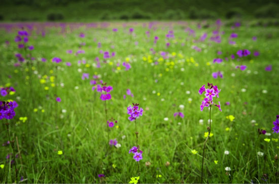 7月香格里拉