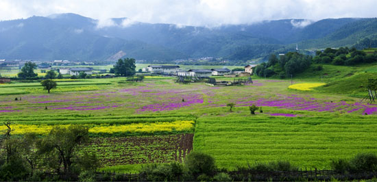 7月香格里拉