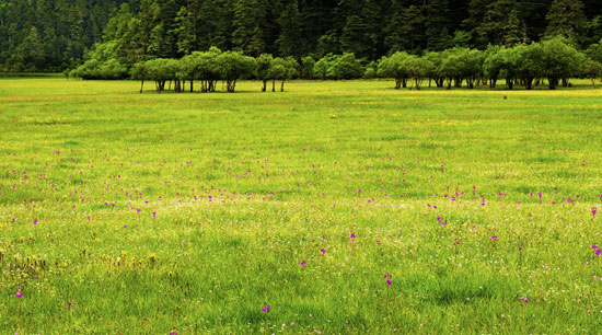 7月香格里拉