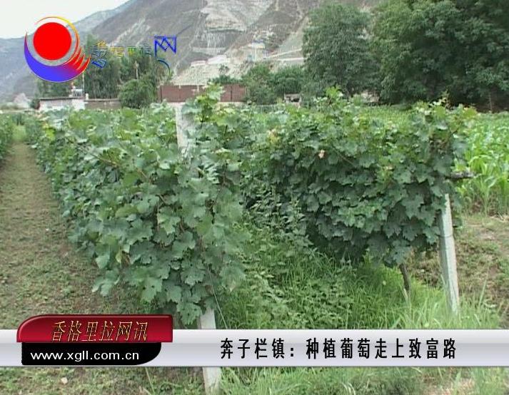 奔子欄鎮(zhèn)：種植葡萄走上致富路