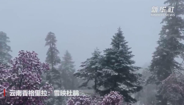 雪域杜鵑