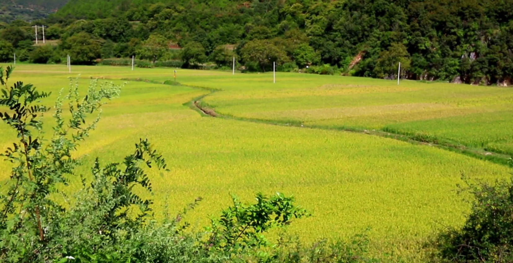 維西塔城稻田豐收在望