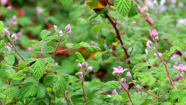 野樹(shù)莓花開(kāi) 夏天的美味即將解鎖