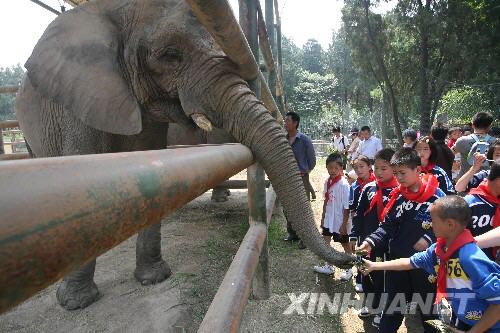 6月7日，在濟(jì)南動(dòng)物園，來(lái)自災(zāi)區(qū)的幾名小學(xué)生給大象送上“端午粽子”。 當(dāng)日，在山東濟(jì)南師范學(xué)校過(guò)渡復(fù)學(xué)的340多名來(lái)自四川省北川縣擂鼓鎮(zhèn)的小學(xué)生到濟(jì)南動(dòng)物園免費(fèi)游園，度過(guò)了愉快的一天。 