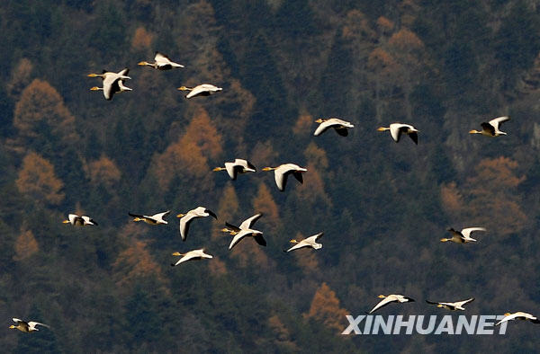 11月5日，一群斑頭雁從納帕海邊的山林上空飛過。 近年來，云南香格里拉縣藏語意為“森林旁邊的湖”的納帕海，成為黑頸鶴、斑頭雁、黃鴨等鳥類的越冬樂園，每年有數(shù)萬只候鳥來此越冬。 新華社記者鄒崢攝 