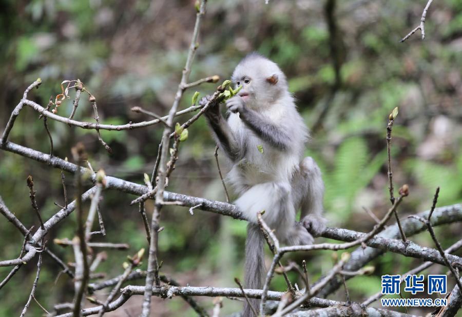5月14日，在云南白馬雪山國(guó)家級(jí)自然保護(hù)區(qū)，一只滇金絲猴在覓食。