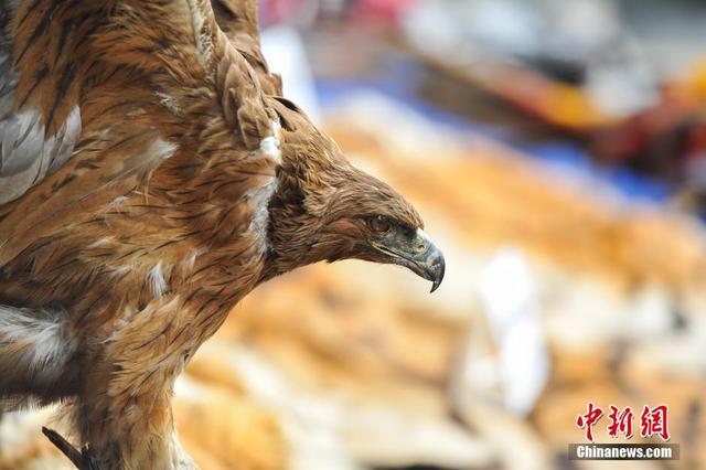 云南破獲特大走私販賣野生動物制品案