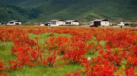 香格里拉狼毒花怒放