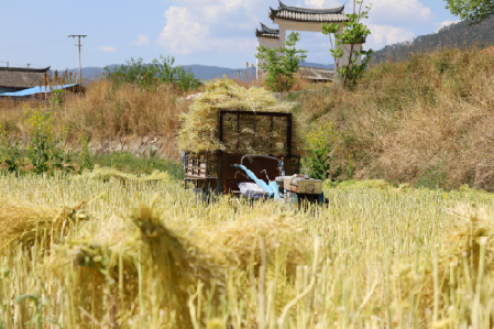 新仁村搶收油菜