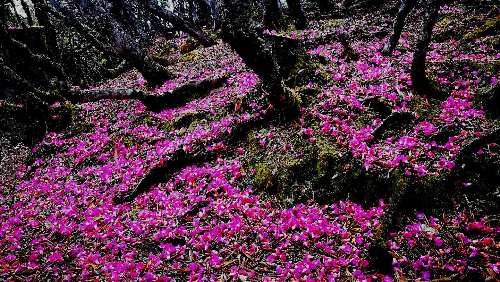 五一來維西看花，采集山珍嗎？