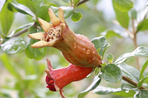 金江鎮(zhèn)軟籽石榴開花了