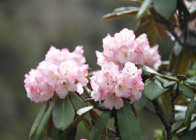 白馬雪山花爛漫