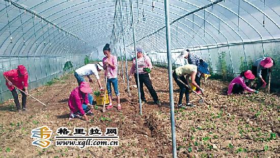 保和永春農(nóng)戶移植威戴爾冰葡萄種苗