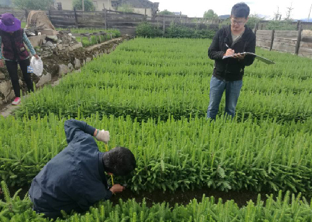 市林業(yè)局種苗站到雨季造林苗木產(chǎn)地檢驗(yàn)苗木質(zhì)量