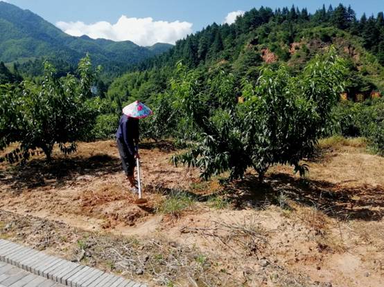 【脫貧攻堅在行動】江西井岡山：農(nóng)民變股東，合作經(jīng)營模式拓寬農(nóng)民收入渠道