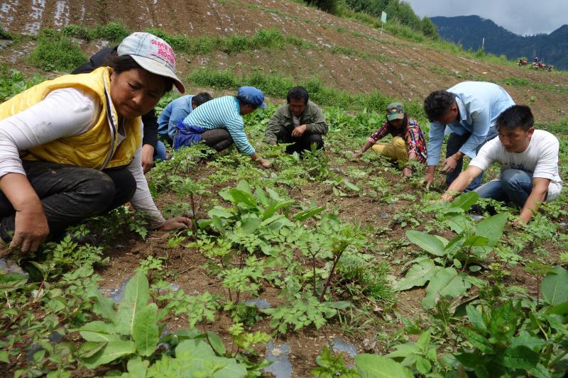 維西縣：以訂單種植推進(jìn)產(chǎn)業(yè)脫貧