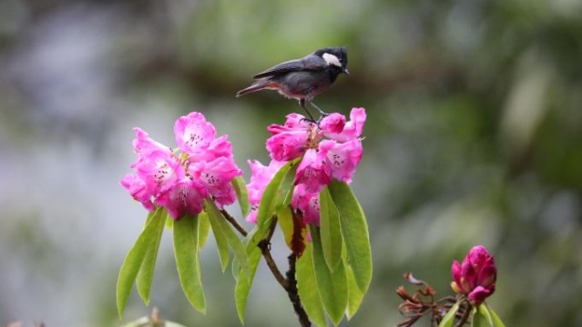 通堆村的杜鵑花已開 本周迎來觀賞期 趕緊約起來