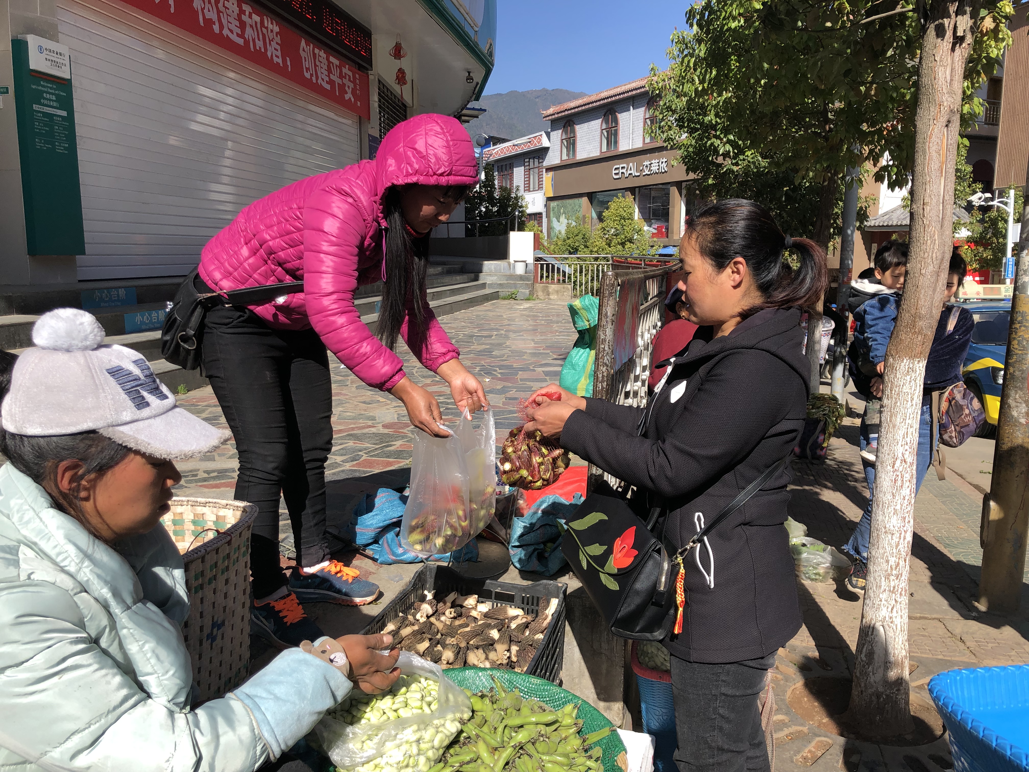 維西縣野菜爭(zhēng)相上市