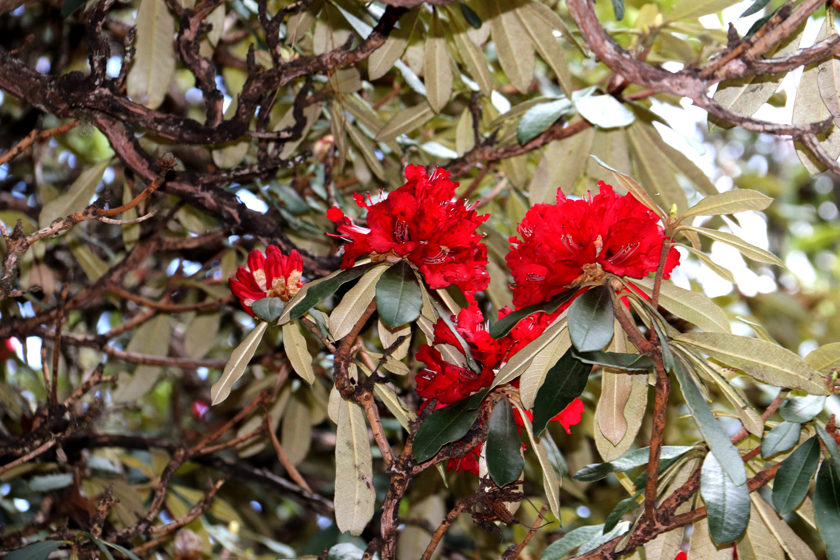 莫負(fù)春日好時(shí)光 杜鵑“花王”等你來