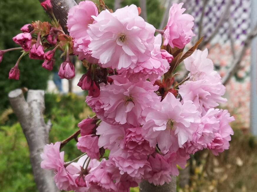 人間四月芳菲盡 高原百花始盛開