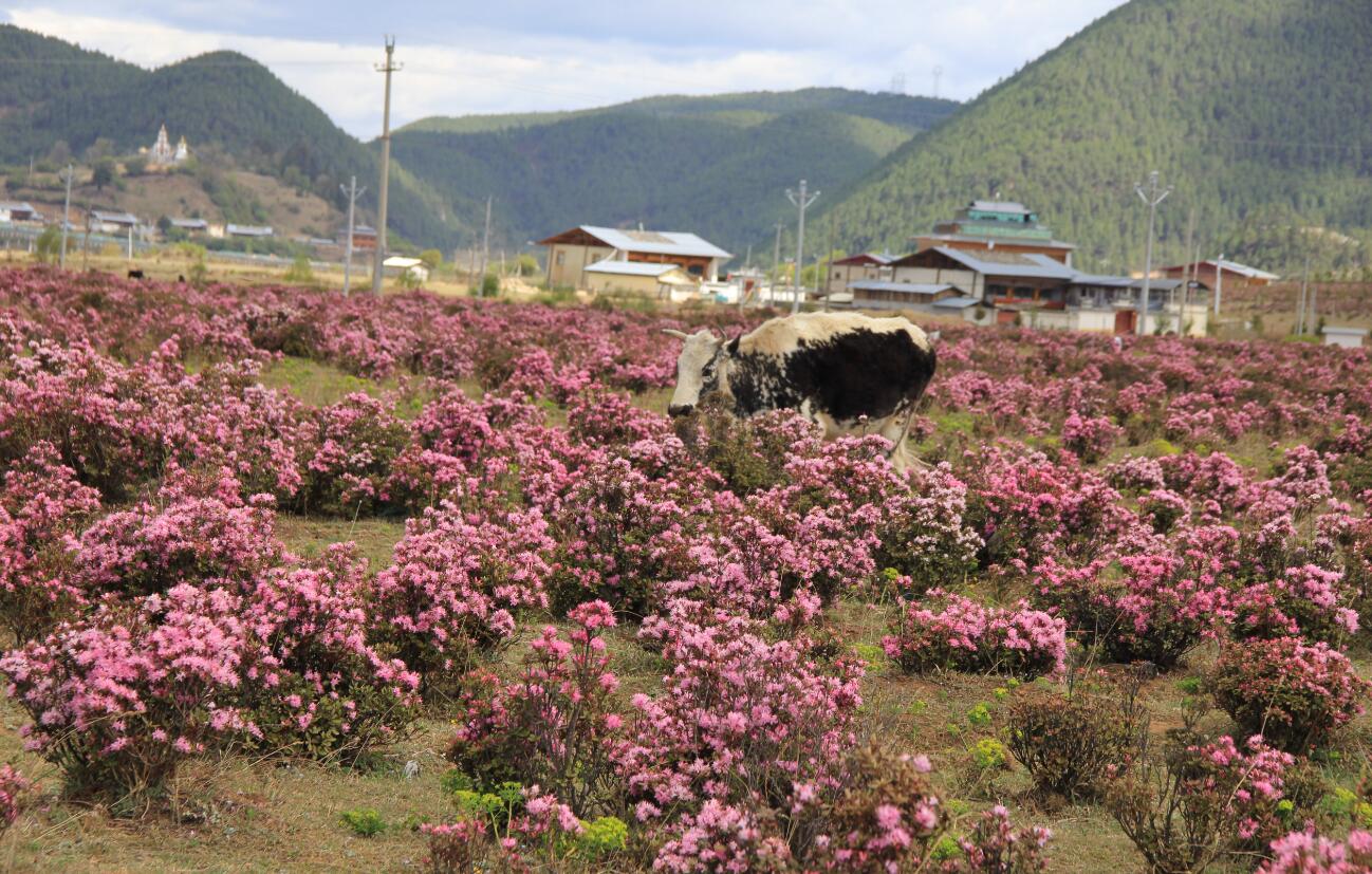 香格里拉杜鵑花綻放