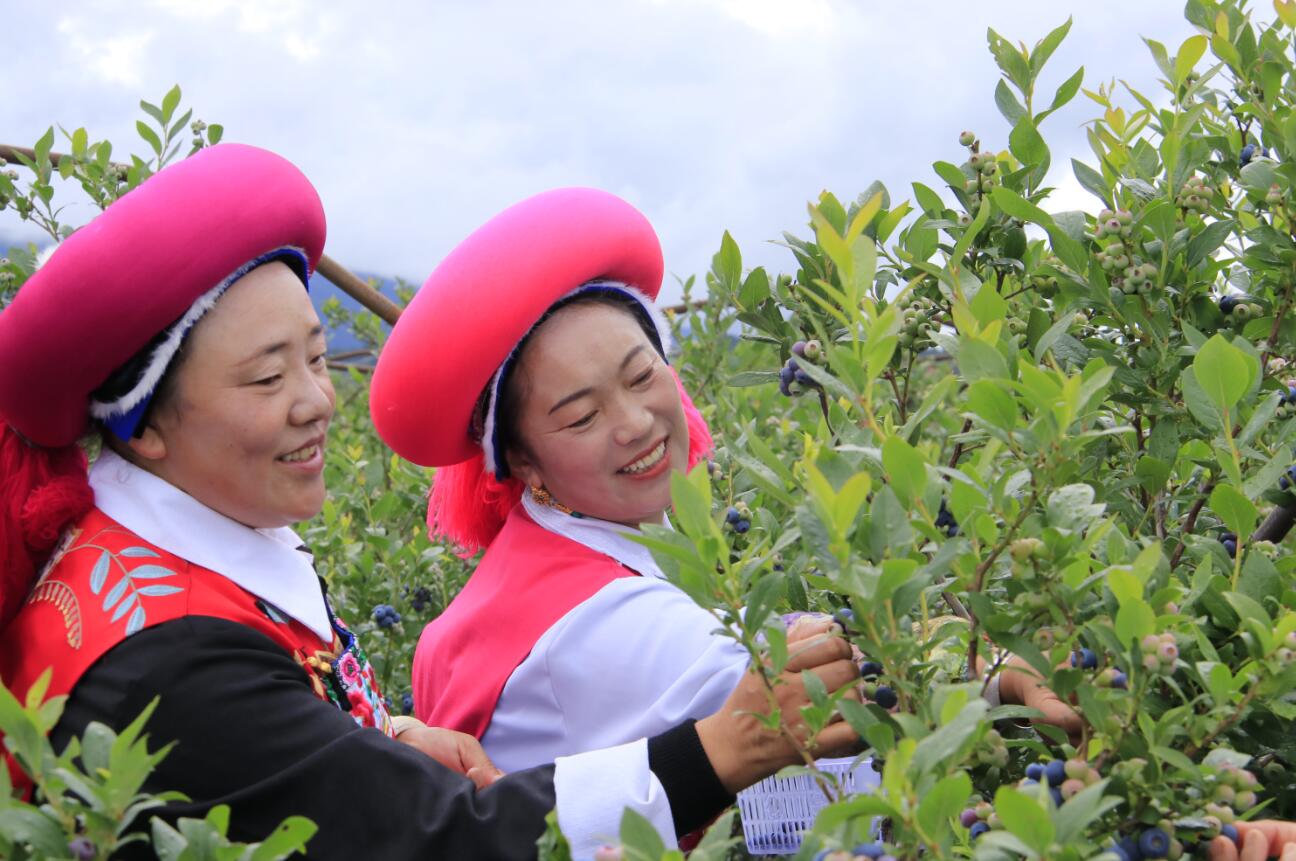 杜鵑花海深處的藍(lán)莓產(chǎn)業(yè)