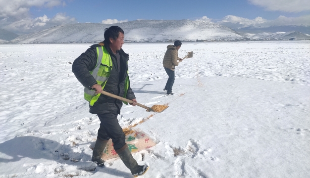 人工投食 確保納帕海鳥(niǎo)兒不挨餓