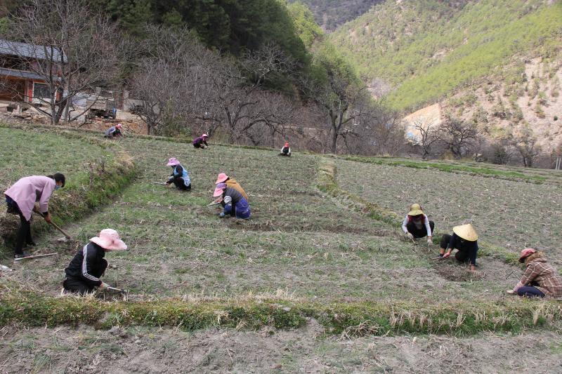 迪慶各地春耕生產(chǎn)有序推進(jìn)