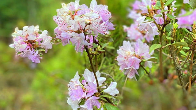 迪慶山花爛漫好時節(jié)