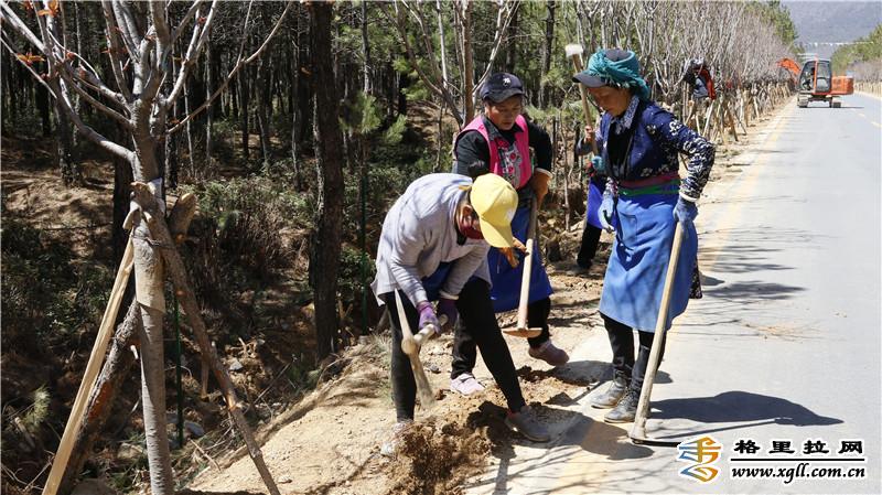 香格里拉市小中甸鎮(zhèn)聯(lián)合村積極為綠化樹安裝鐵絲網(wǎng)進(jìn)行保護(hù)