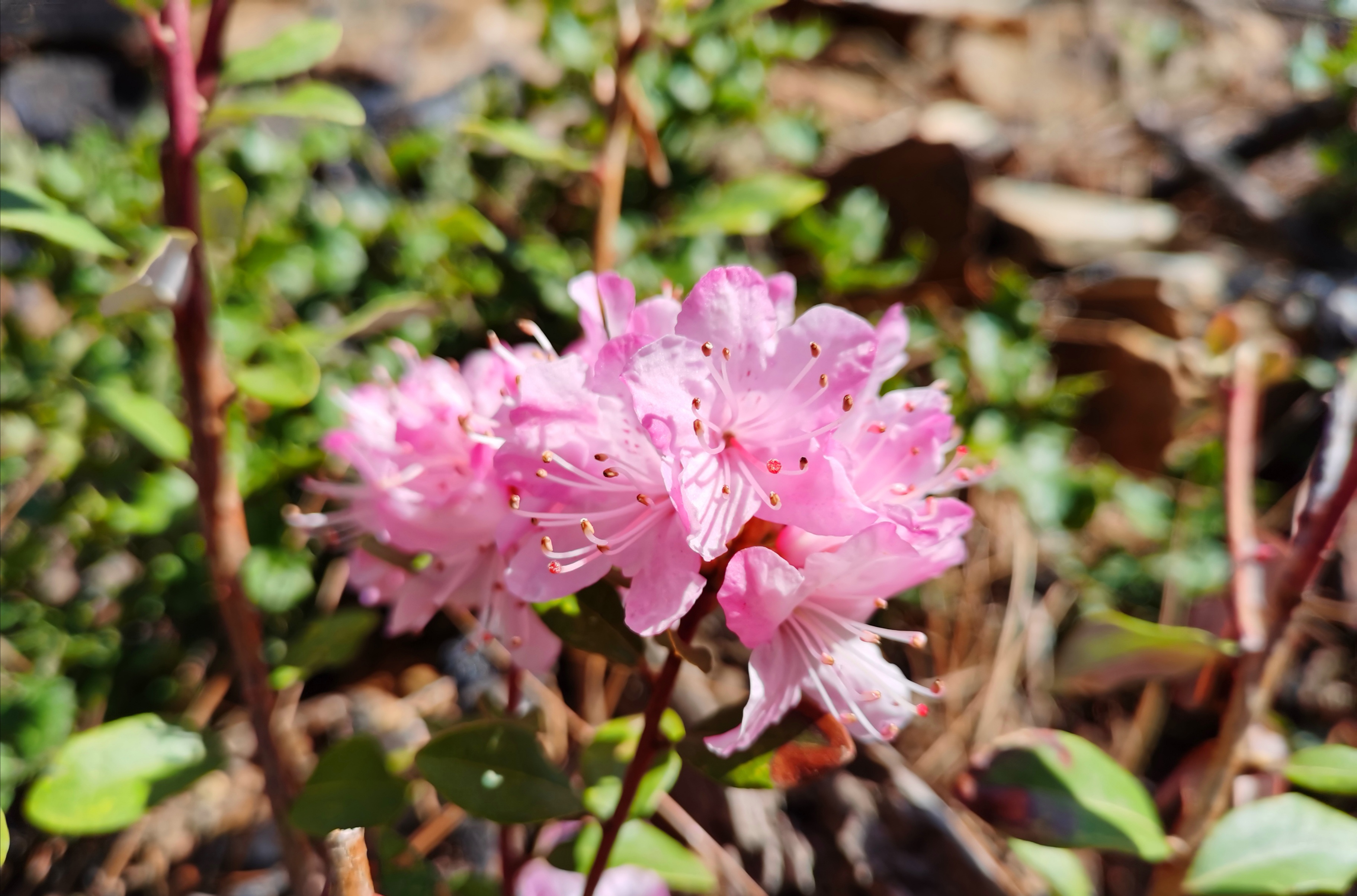 達(dá)摩山上杜鵑花開