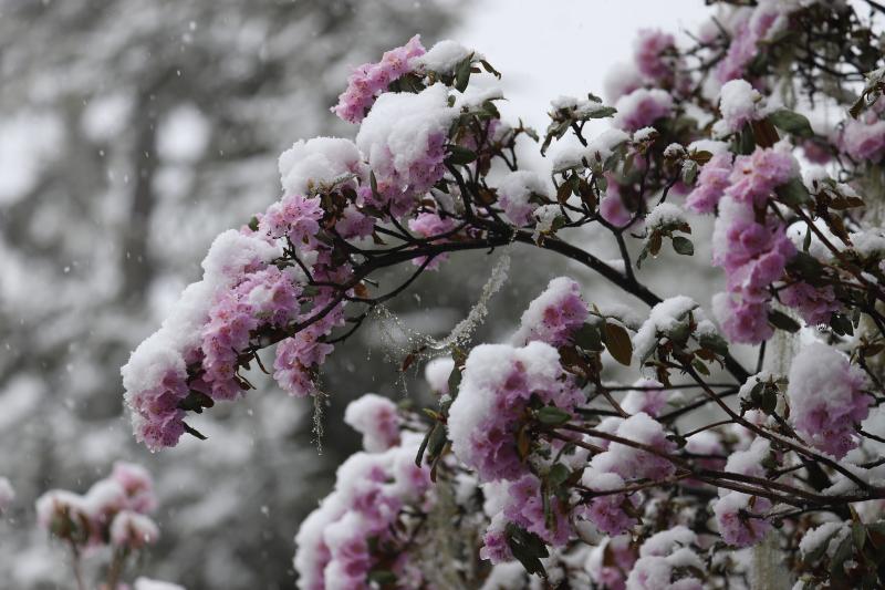 4月的迪慶高原雪花與杜鵑同時(shí)綻放