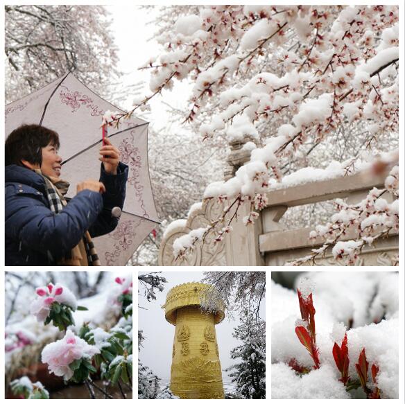 香格里拉：綠樹紅花遇白雪