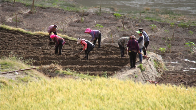 奔子欄鎮(zhèn)奪通村村民播種忙