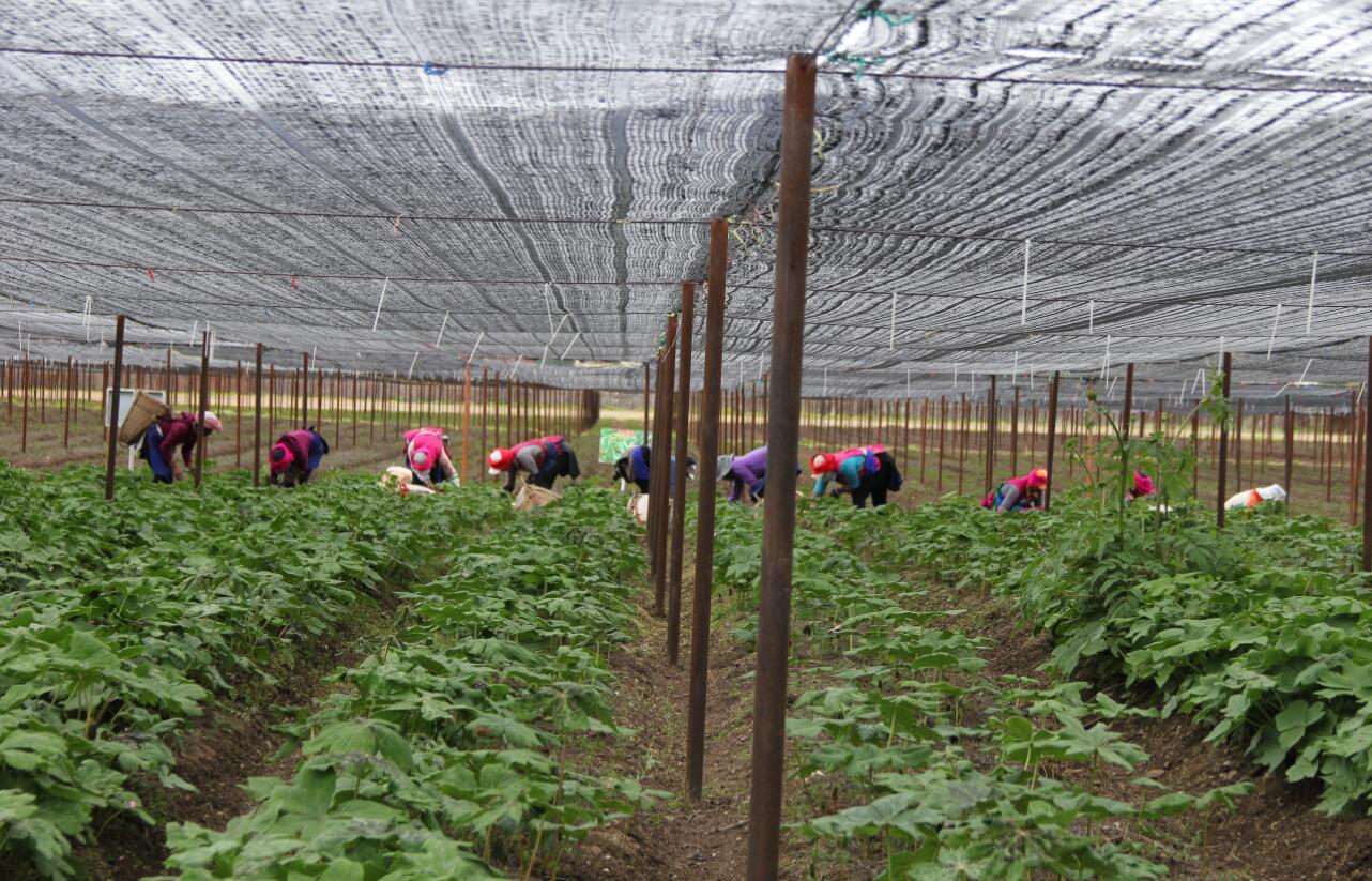 小中甸和平村中藥材種植基地除草忙