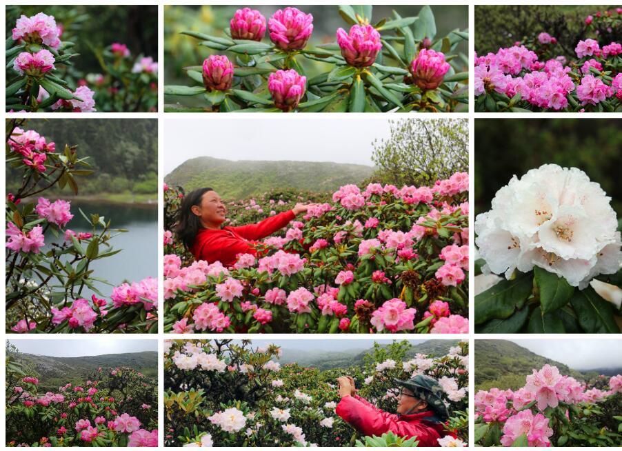 【程志開的鏡花緣】今天帶你走進石卡雪山的“花花世界”