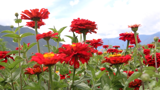 【程志開的鏡花緣】一起去湯滿感受夏花的艷麗與芬芳