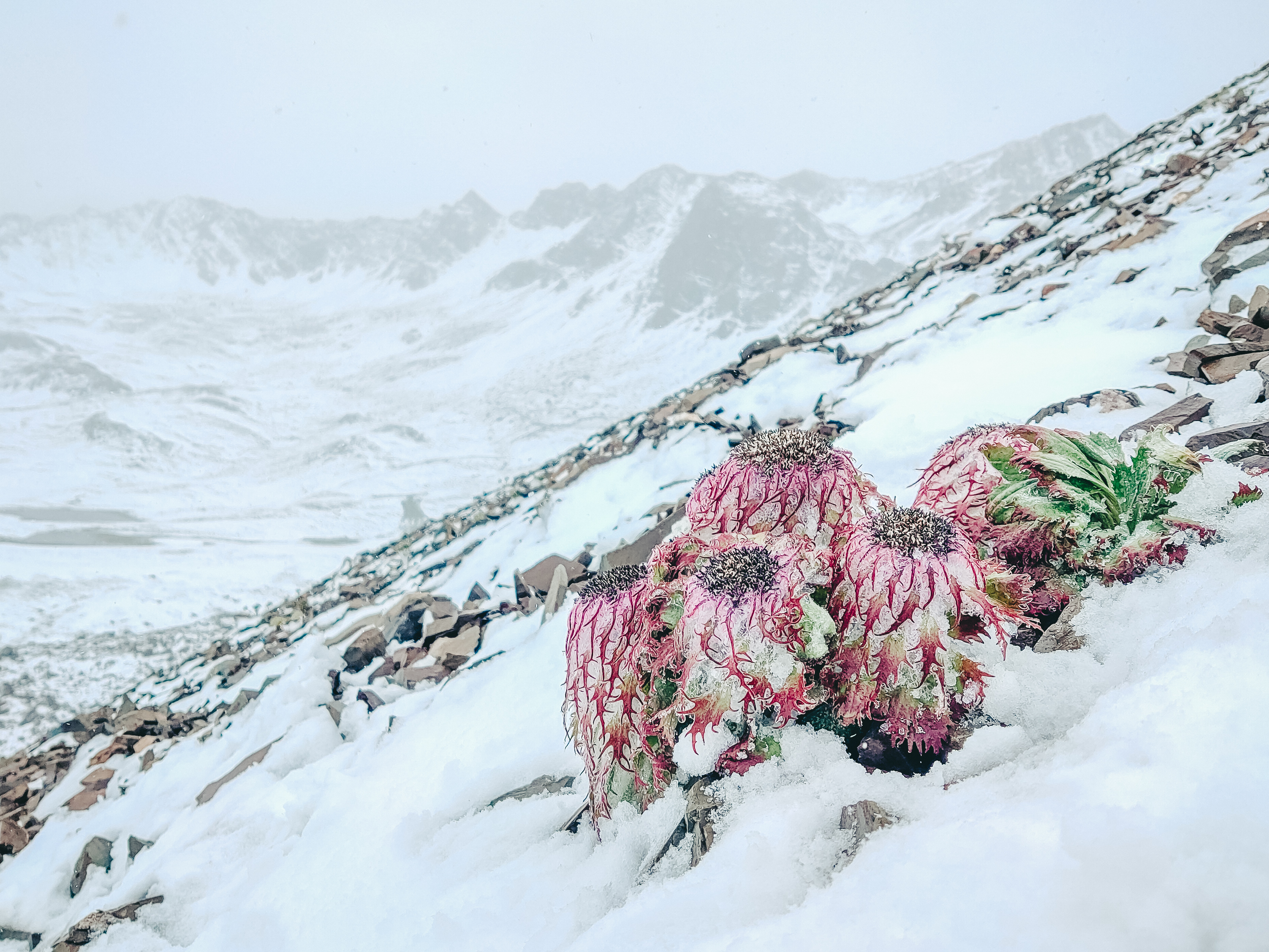 白馬雪山的水母雪兔子雪蓮花在冰雪中怒放