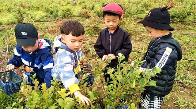 采藍莓 嘗“秋味”