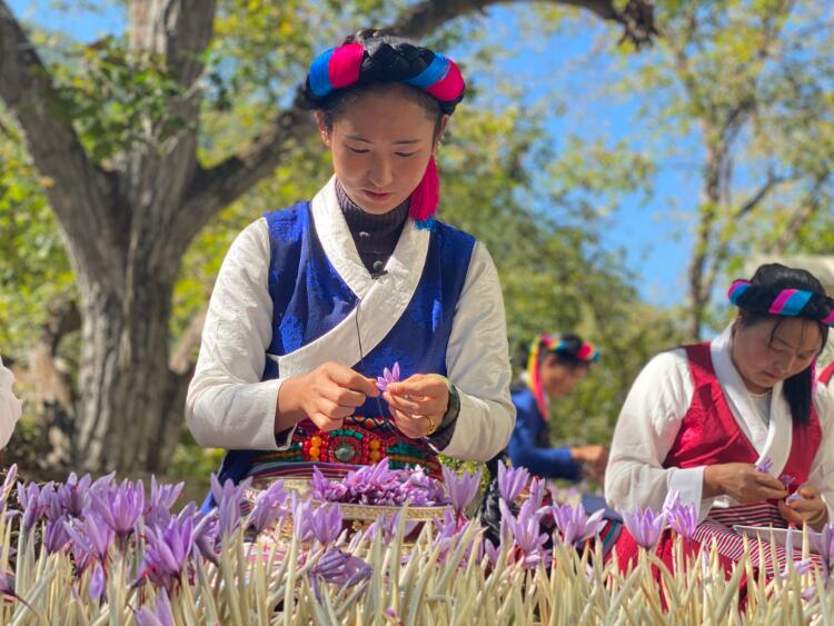 一組漂漂亮亮的藏紅花，來溫暖一下高原初冬