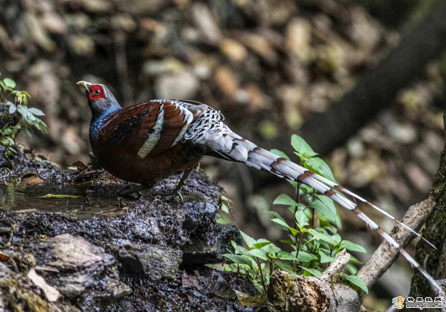 香格里拉飛羽天堂——每日觀鳥臺  黑頸長尾雉