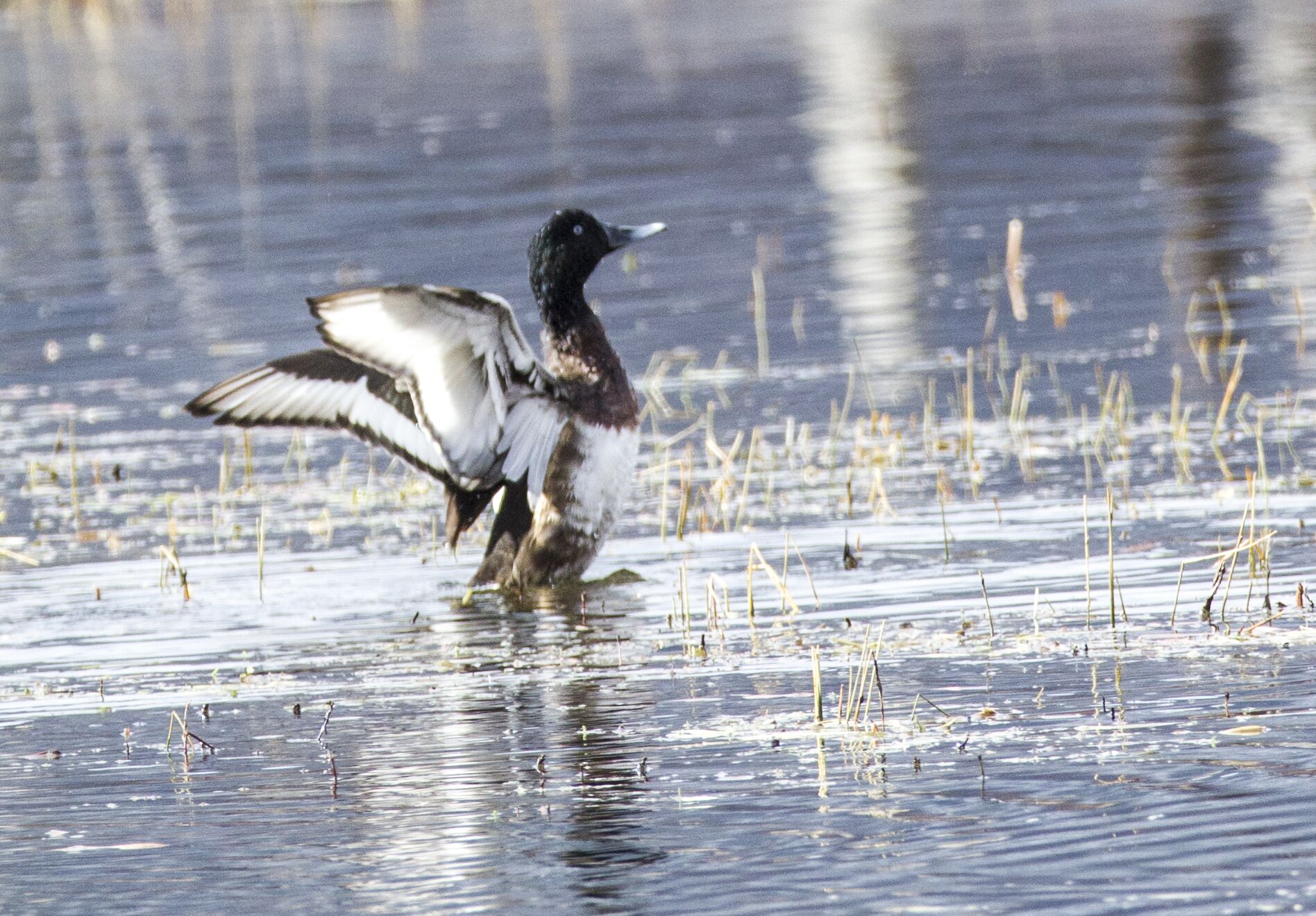 香格里拉飛羽天堂——每日觀鳥臺 極危珍稀水鳥 ：青頭潛鴨