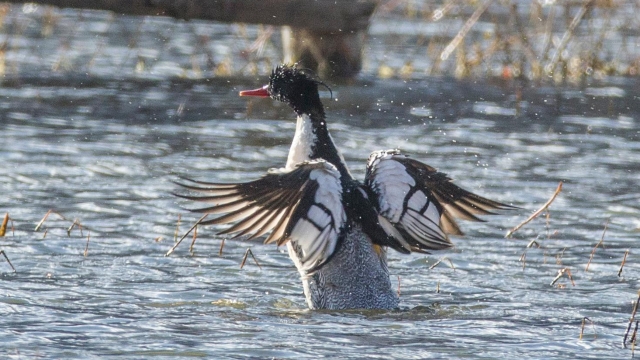 香格里拉飛羽天堂——每日觀鳥臺   鳥類“活化石”：中華秋沙鴨