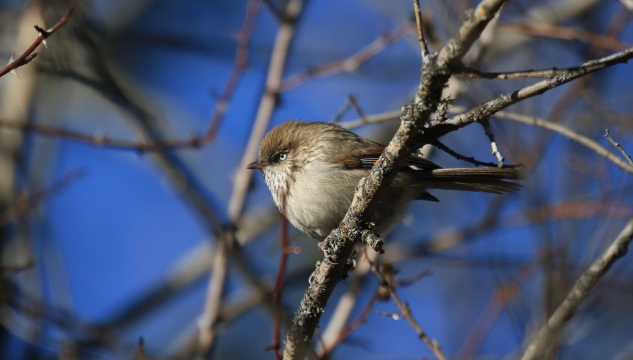 香格里拉飛羽天堂——每日觀鳥臺 鳥中小胖：高山雀鹛