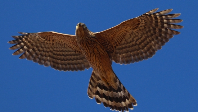 香格里拉飛羽天堂——每日觀鳥臺  雀鳥殺手：雀鷹